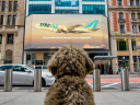 «Собаки все-таки могут летать»: в США появилась первая в мире авиакомпания для животных