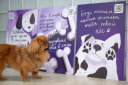 В Москве появились постеры, которые смогут прочесть даже собаки