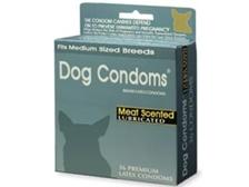 Dog Condoms