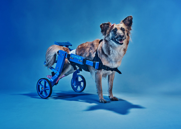 Decathlon помогает собакам с ограниченными возможностями в обмен на пластик